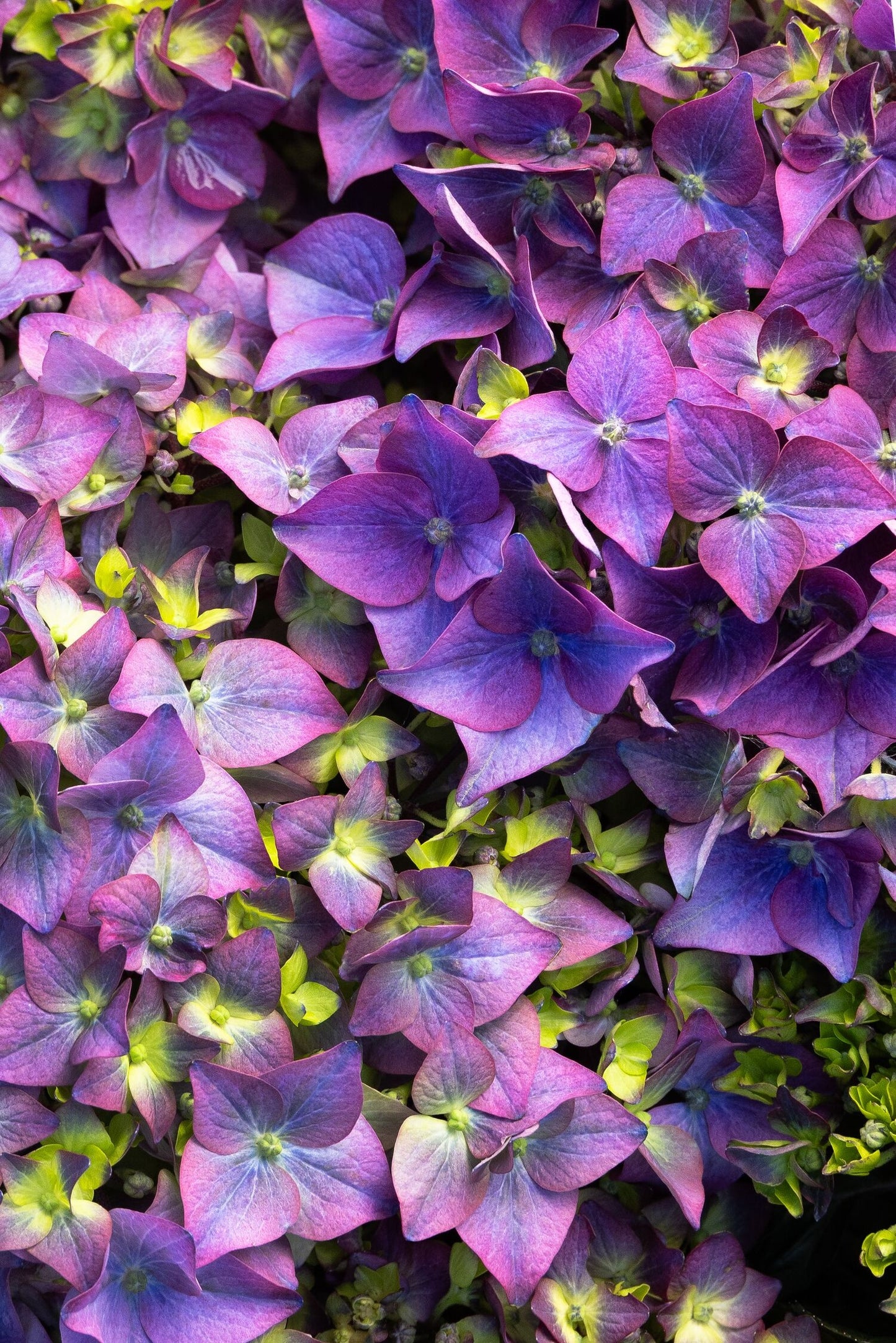 PEBBLE BEACH HYDRANGEA 2gal
