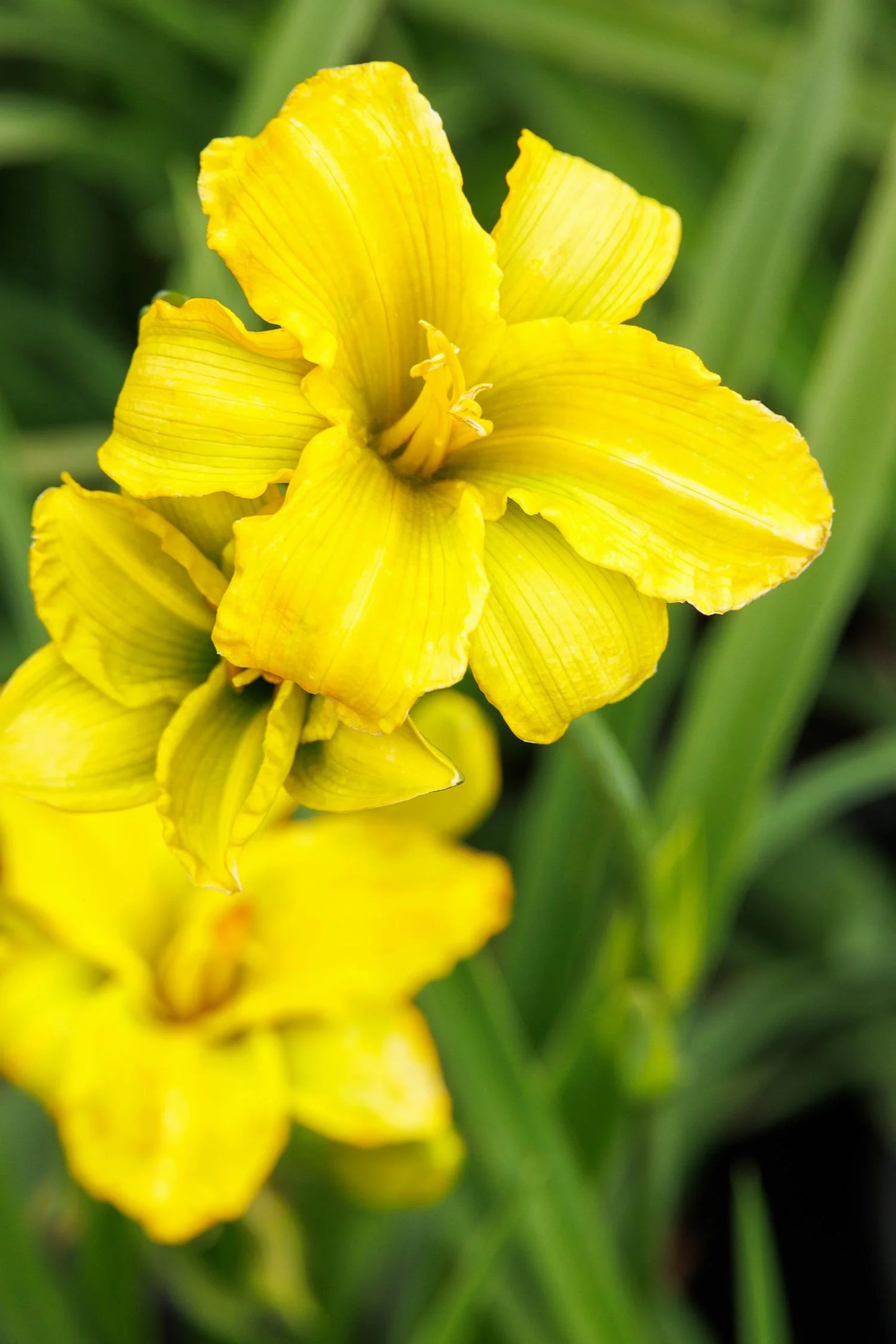 SEE YOU TOMORROW DAYLILY 1gal