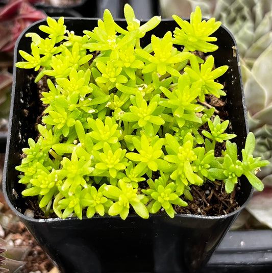 Tokyo Sun Sedum