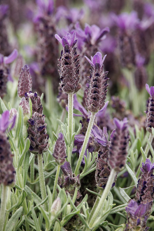 ANOUK PURPLE MEDLEY LAVENDER 2gal