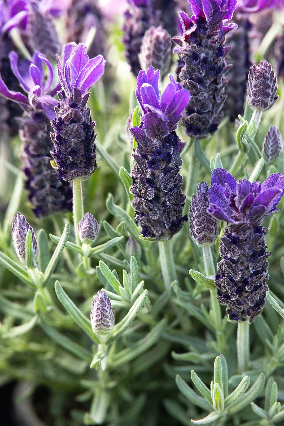 ANOUK PURPLE FLARE SPANISH LAVENDER 2gal