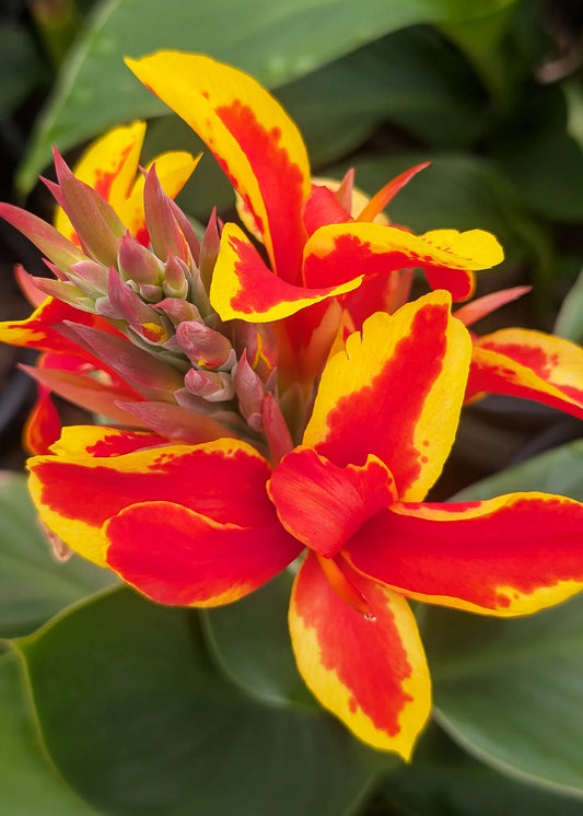 RED GOLDEN FLAME CANNA LILY 1gal