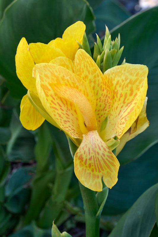 SOUTH PACIFIC YELLOW CANNA LILY 2gal