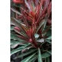 MINER'S MERLOT EUPHORBIA 1gal
