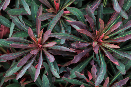 MINER'S MERLOT EUPHORBIA 1gal
