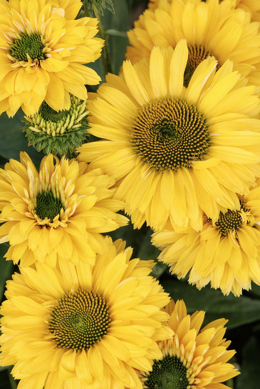 SUNSEEKERS GOLDEN SUN ECHINACEA 1gal