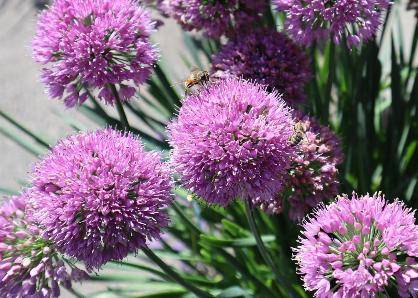 COBALT ALLIUM  1gal