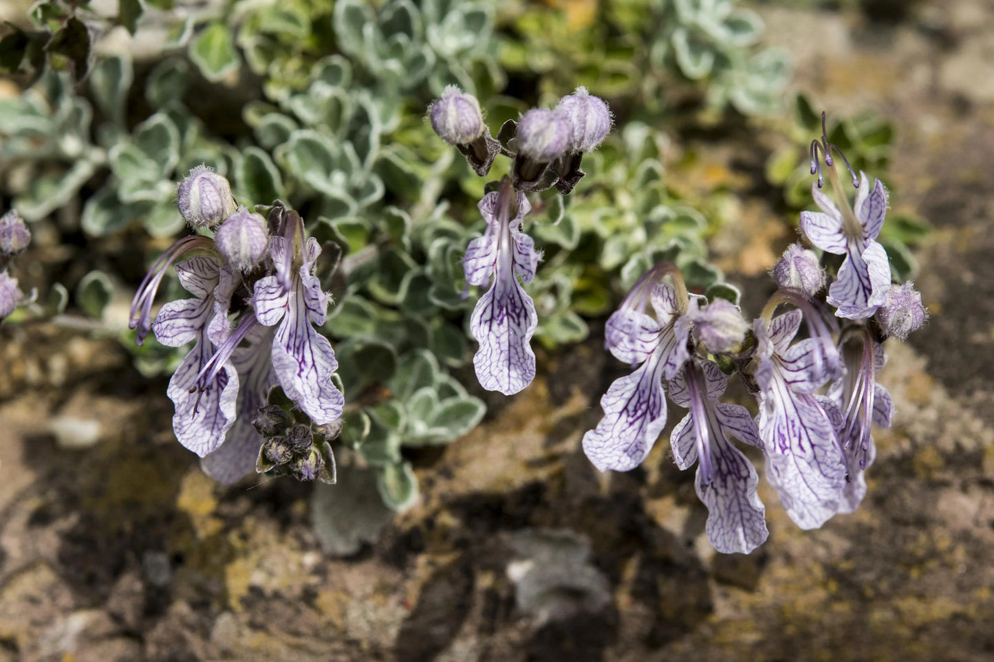 CREEPING GERMANDER 1gal