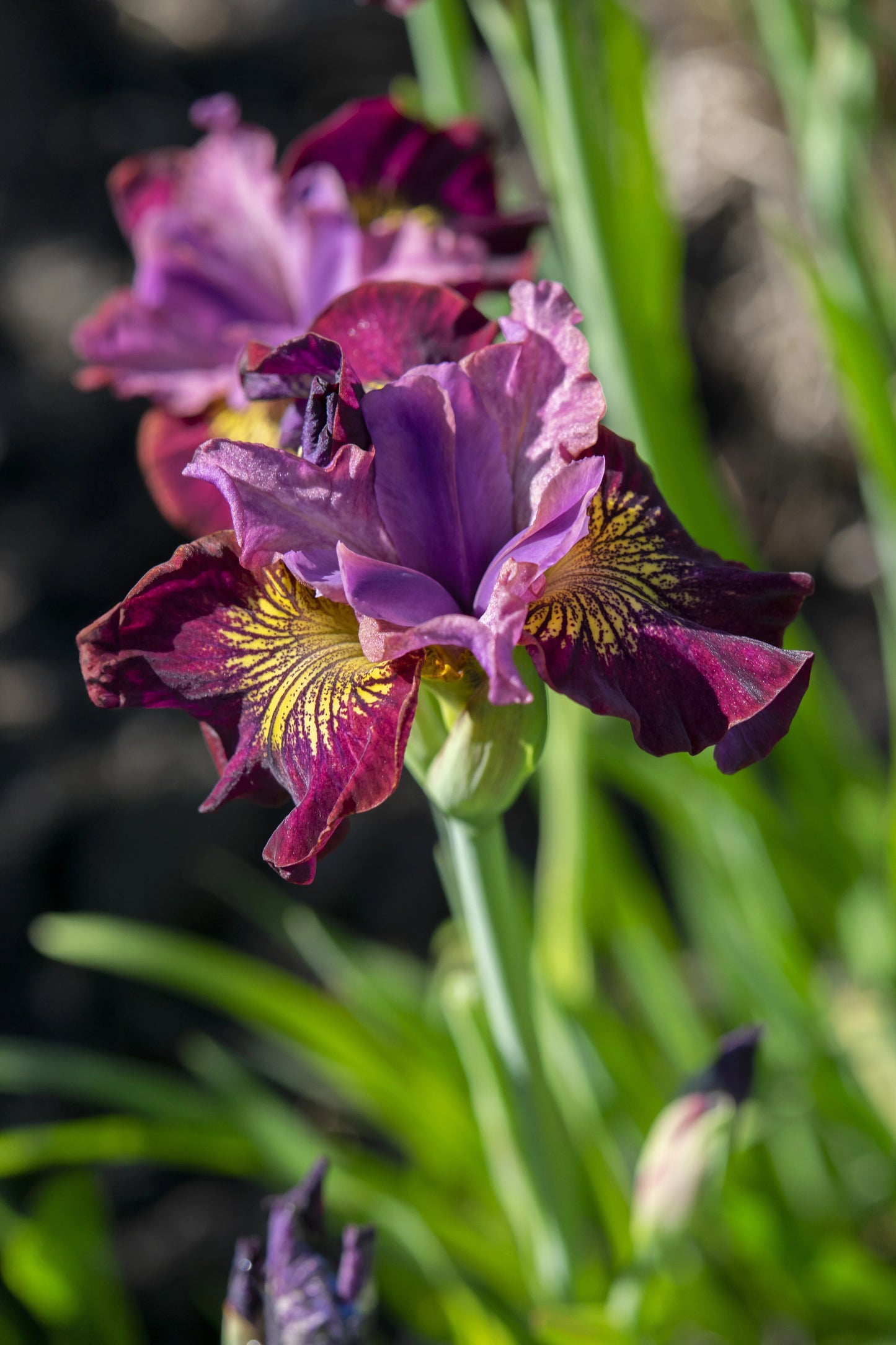 MISS APPLE SIBERIAN IRIS 1gal