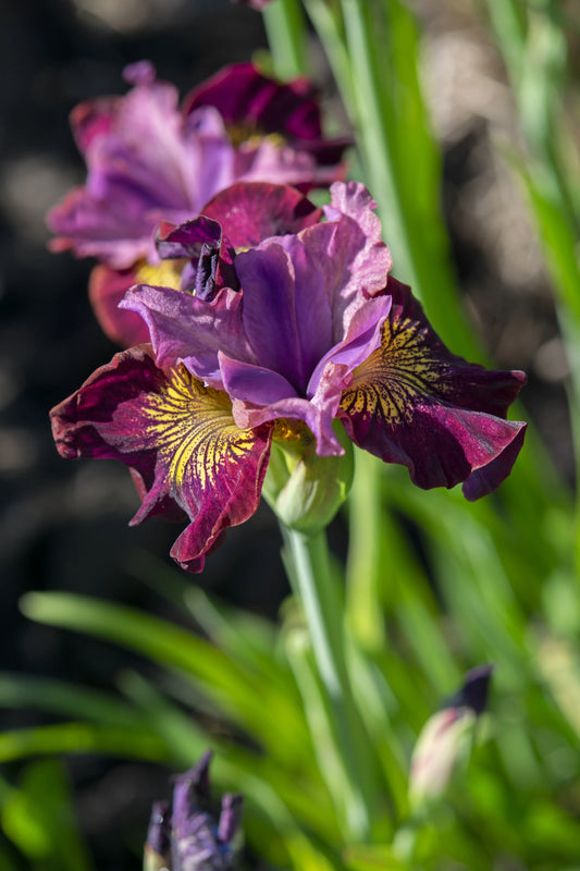 MISS APPLE SIBERIAN IRIS 1gal
