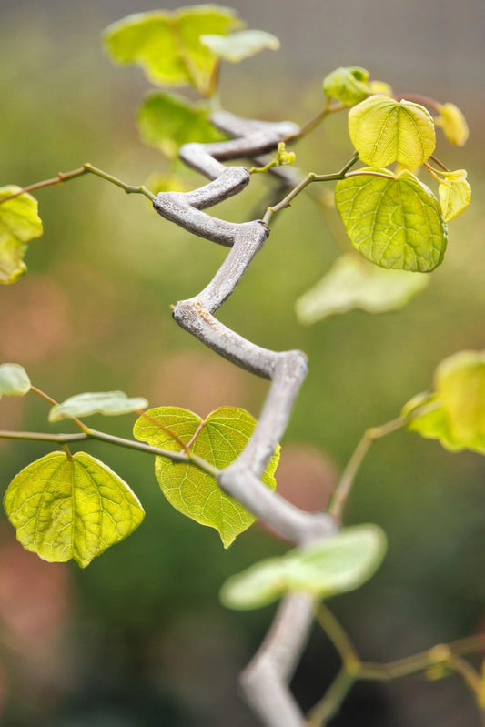REDBUD ZIG ZAG