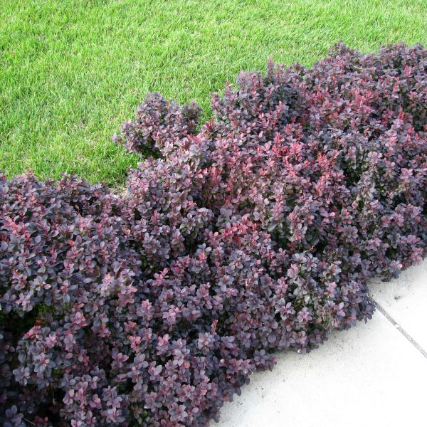 CONCORDE BARBERRY 3gal