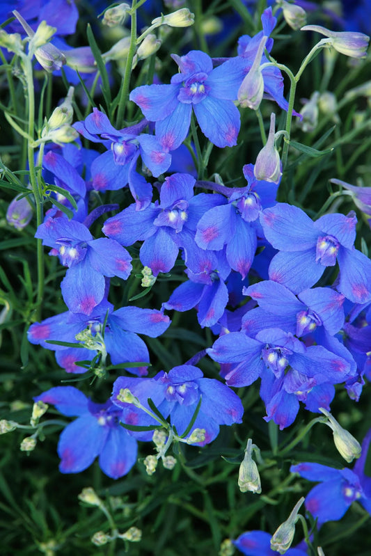 HUNKY DORY BLUE DELPHINIUM 1gal