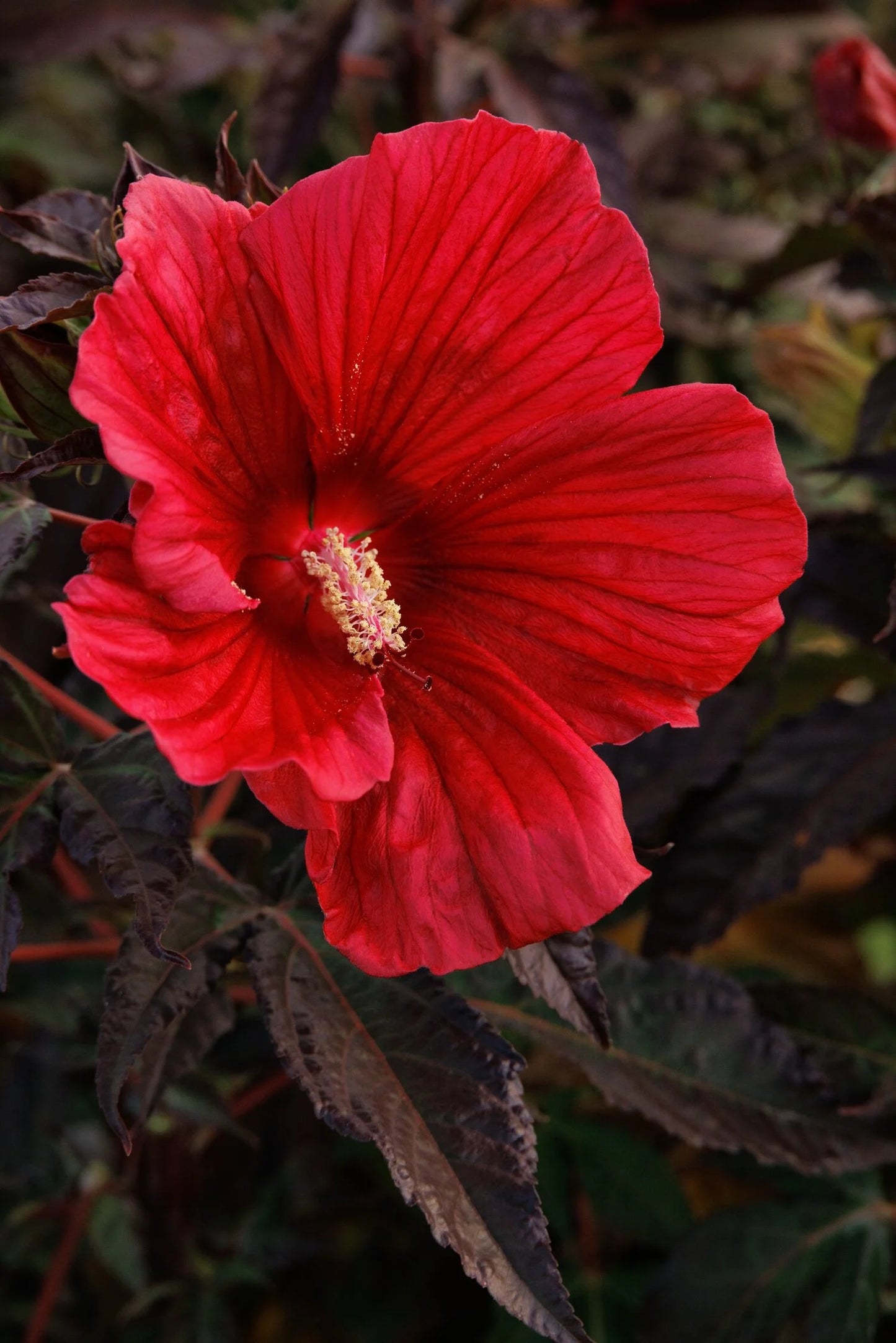 MOONSHADOW MORELLO HARDY HIBISCUS 2gal
