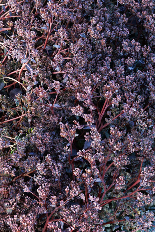 SEDUM SAPPHIRE TUFFET 1gal