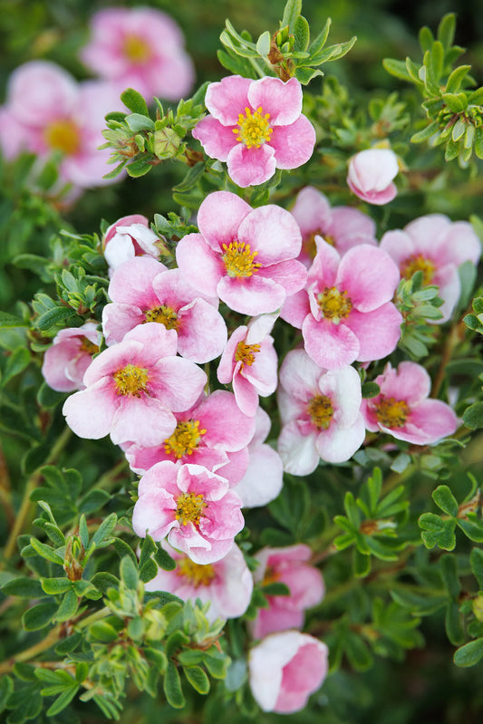 PINK N' PRETTY POTENTILLA 2gal