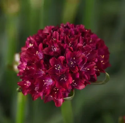 HYPNOTIC DREAMS ARMERIA 1gal