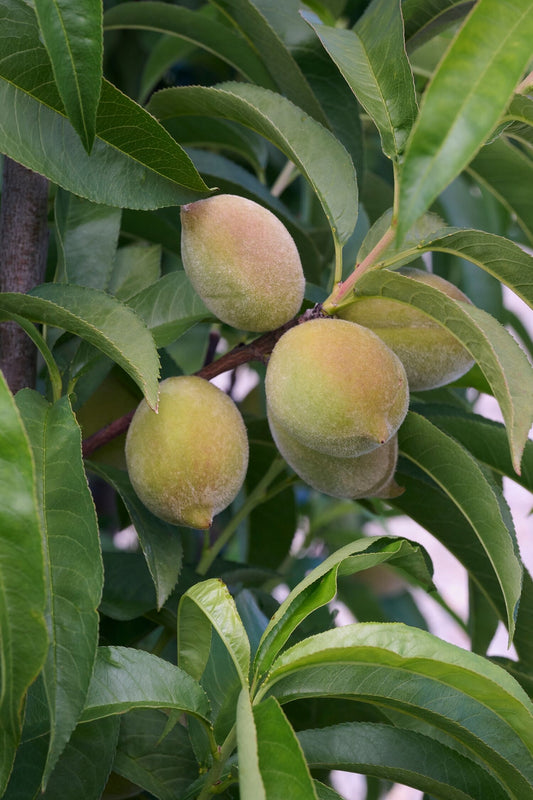 FRUITSNACKS BLUSHING PEARL PEACH TREE 7gal