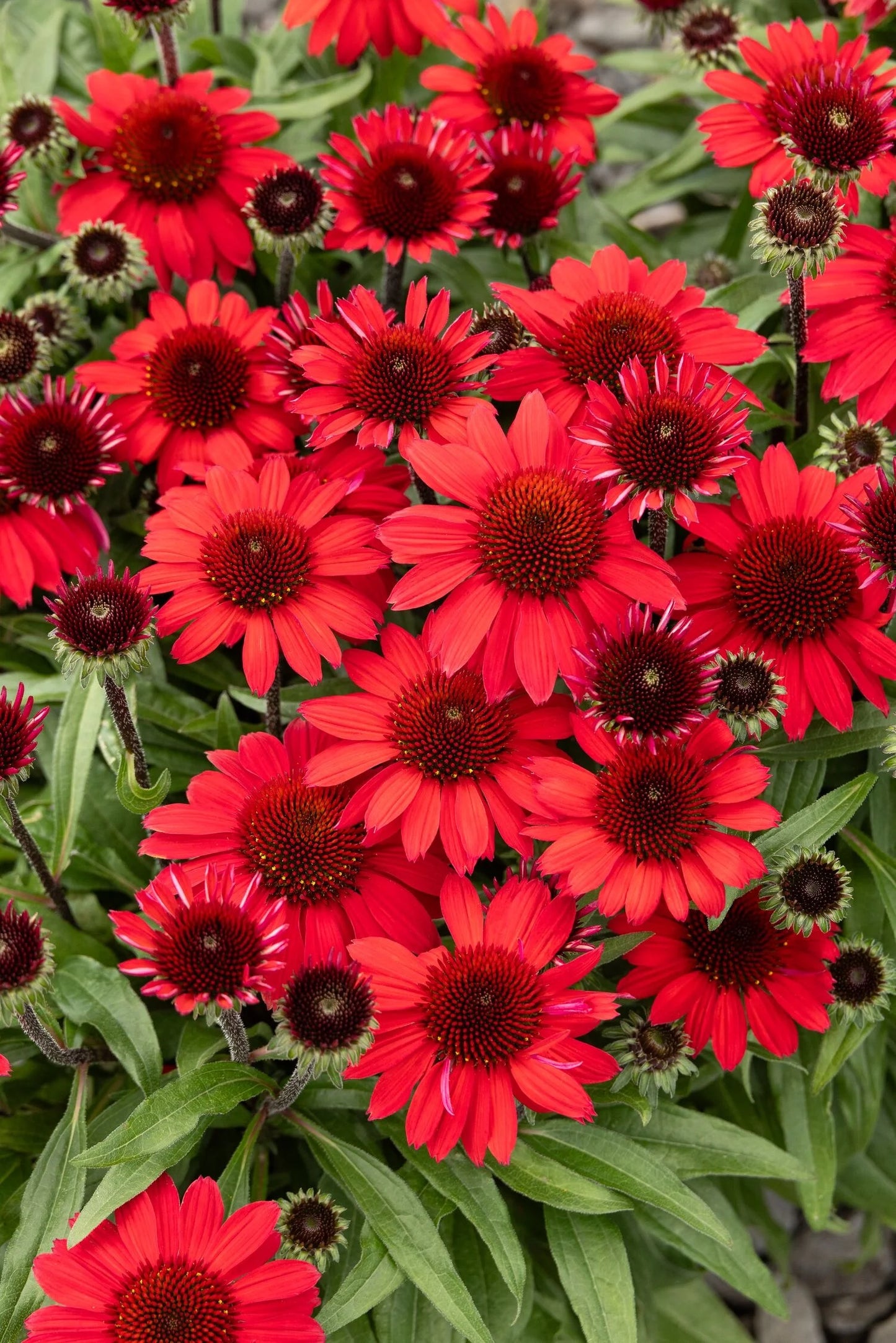 SUNMAGIC VINTAGE HOT RED ECHINACEA 1gal