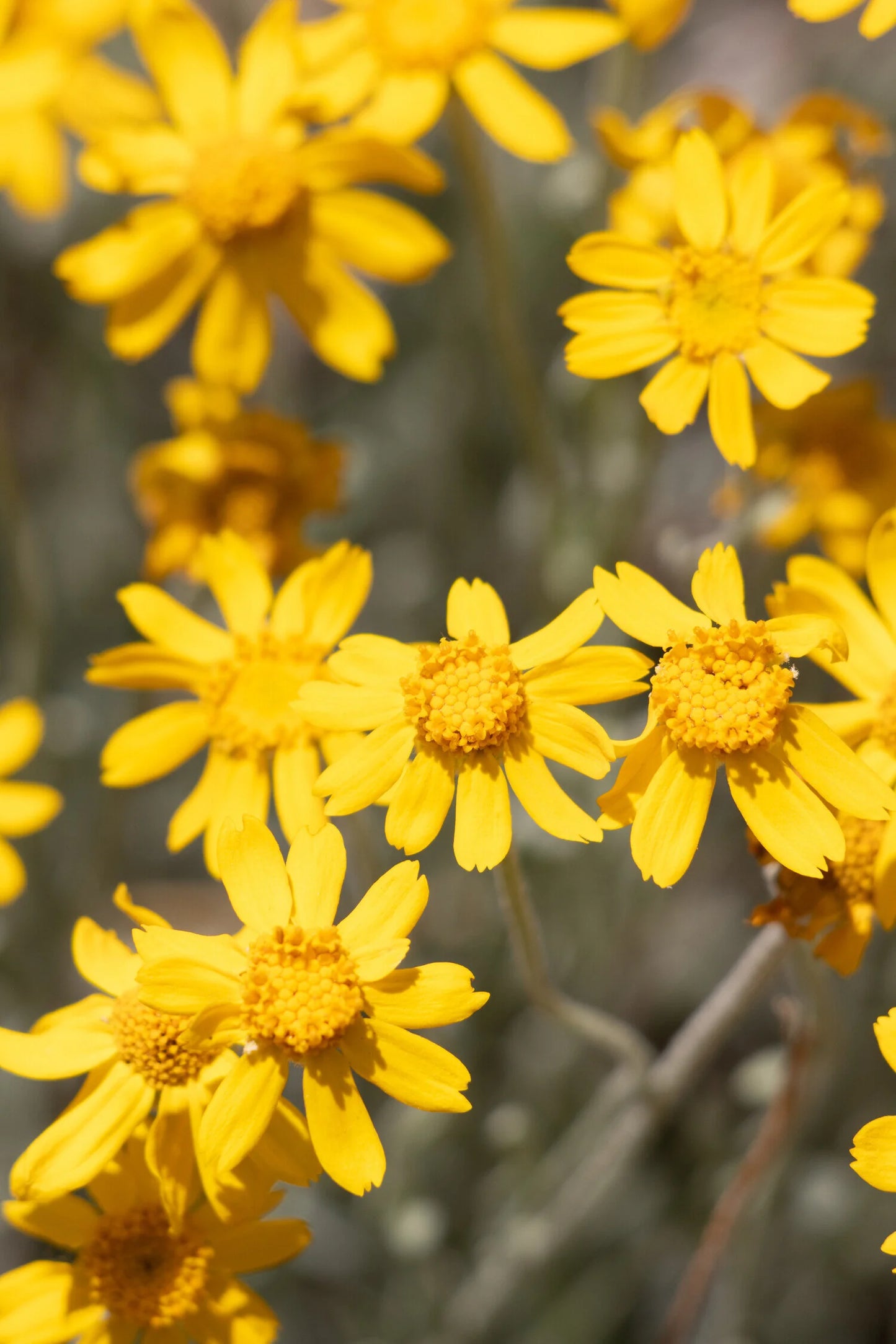 SISKIYOU WOOLLY SUNFLOWER 1gal