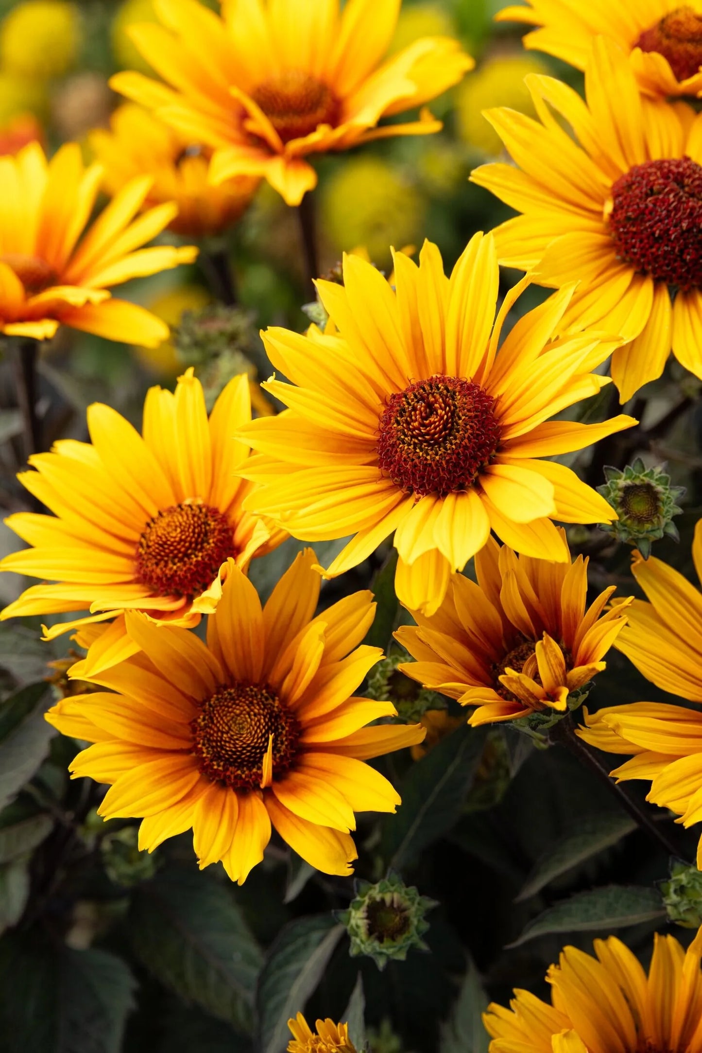 PUNTO ROSSO HELIOPSIS 1gal