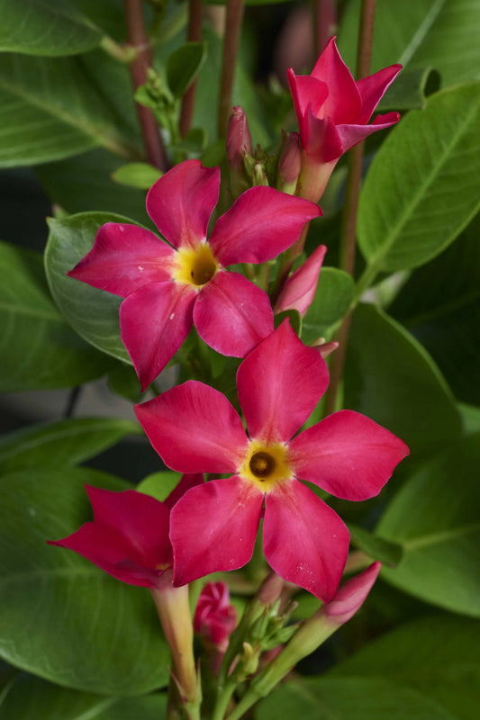 FIRED UP CORAL MANDEVILLA 1gal