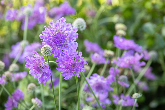 LAURIE PINCUSHION FLOWER 1gal
