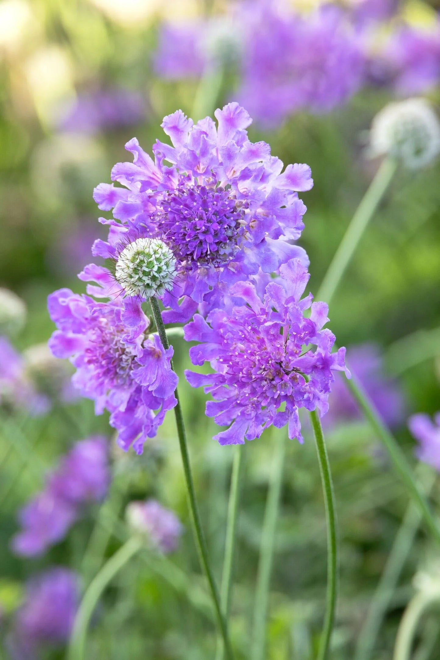 LAURIE PINCUSHION FLOWER 1gal