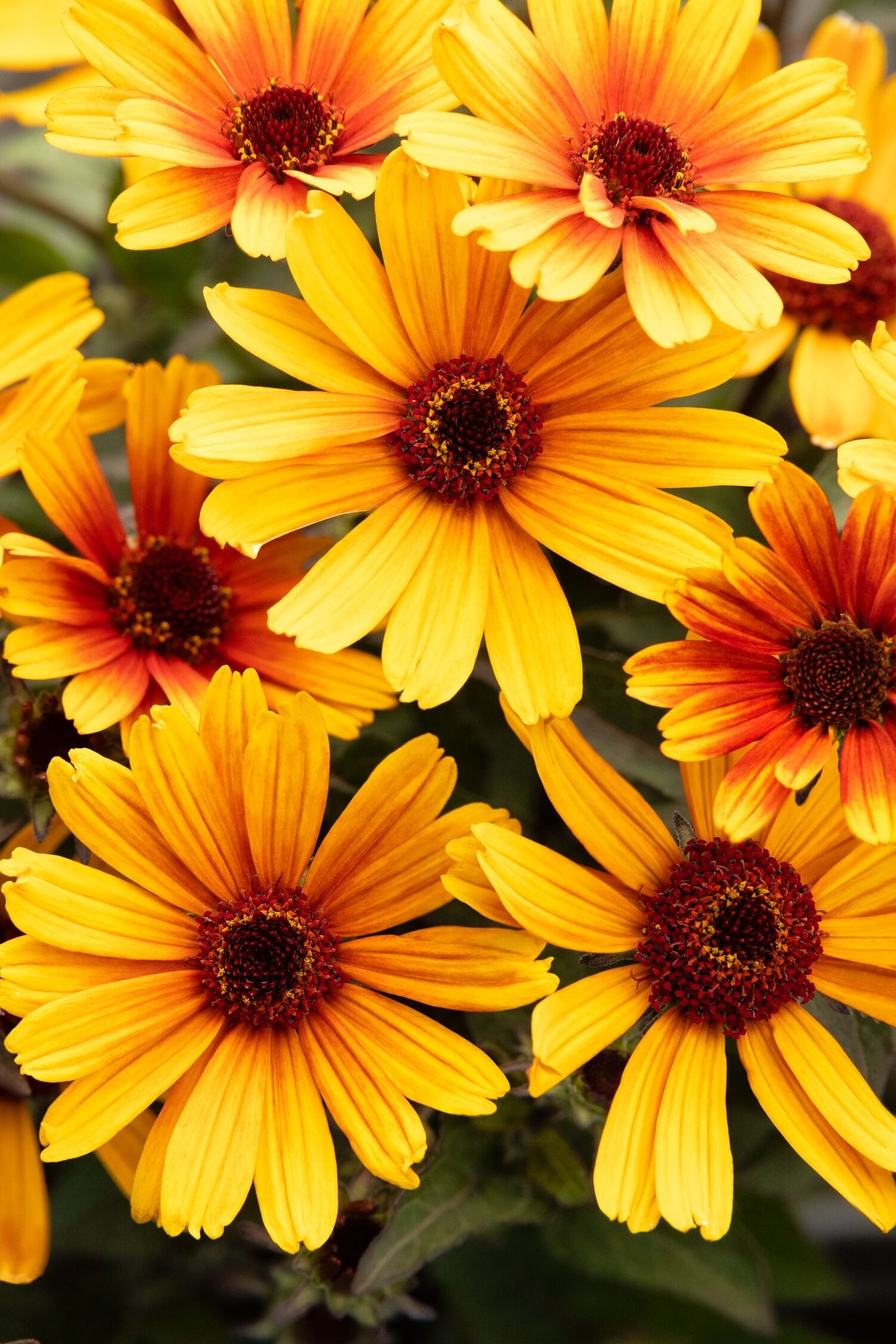 BACIO DEL SOLE HELIOPSIS 1gal