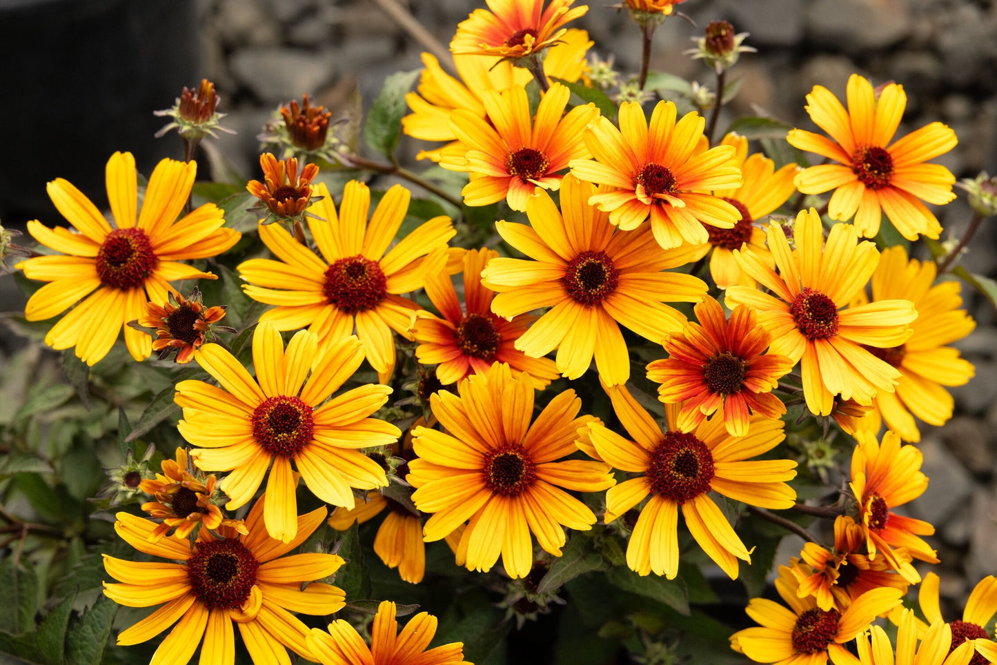 BACIO DEL SOLE HELIOPSIS 1gal