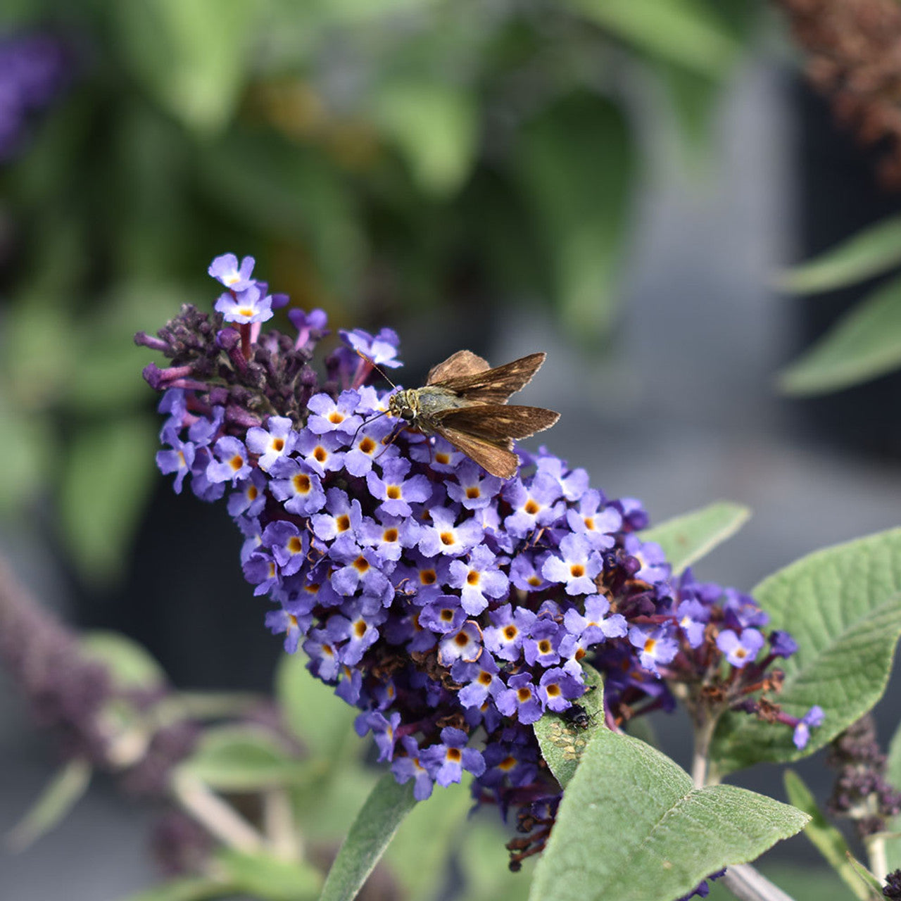 PUGSTER BLUE BUTTERFLY BUSH 3gal