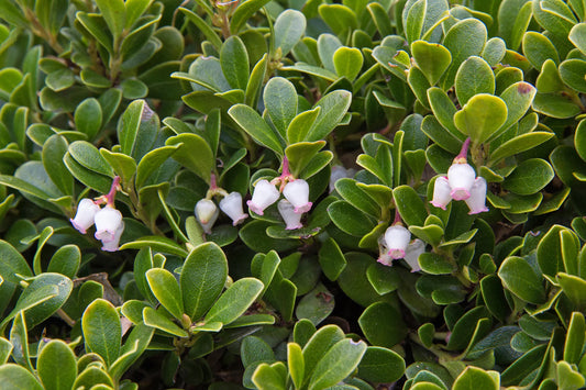 EMERALD CARPET MANZANITA 1gal