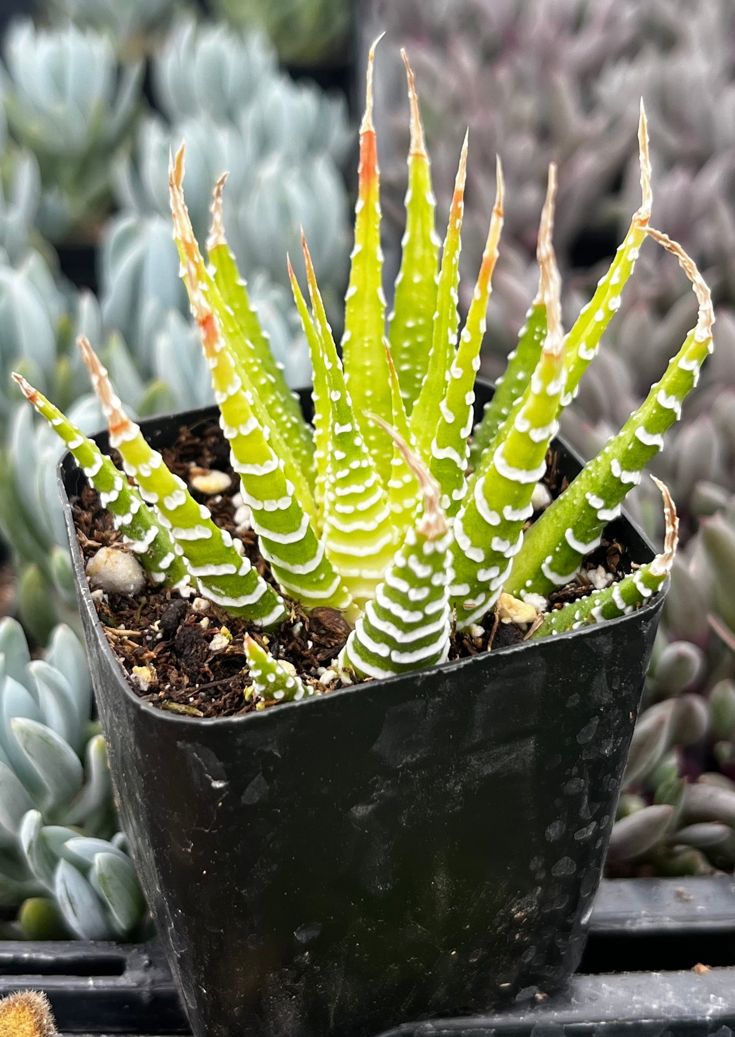 Zebra Haworthia