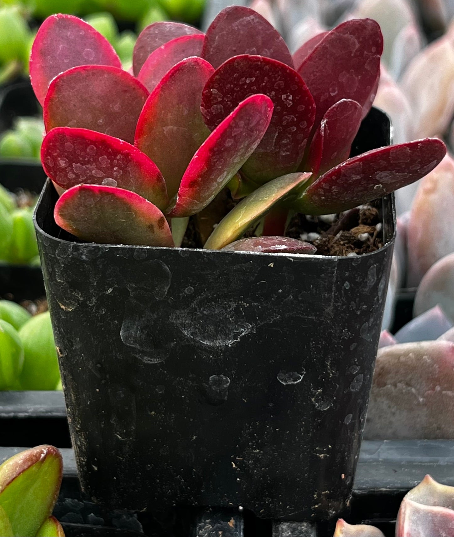 Red Jade Crassula