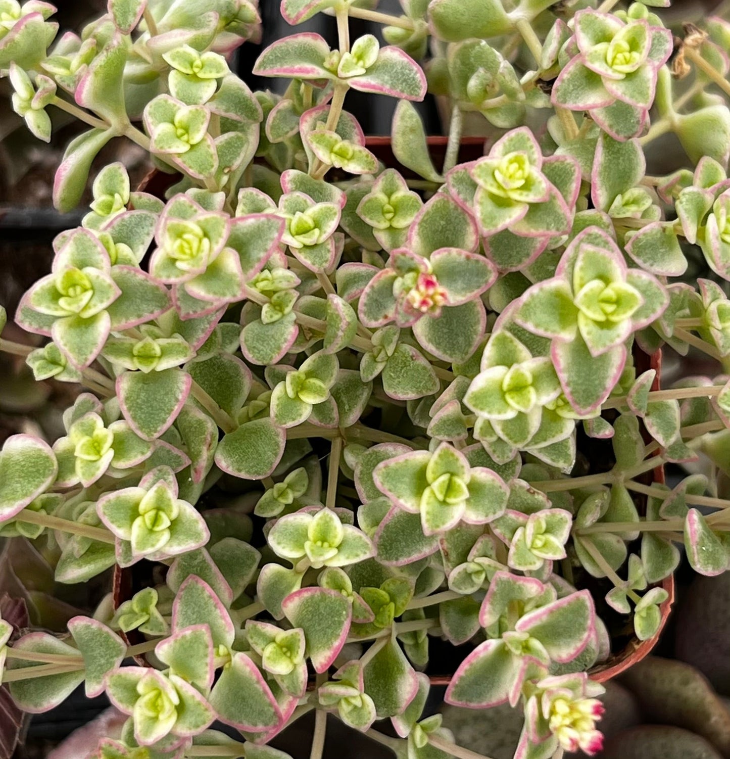 Little Missy Sedum