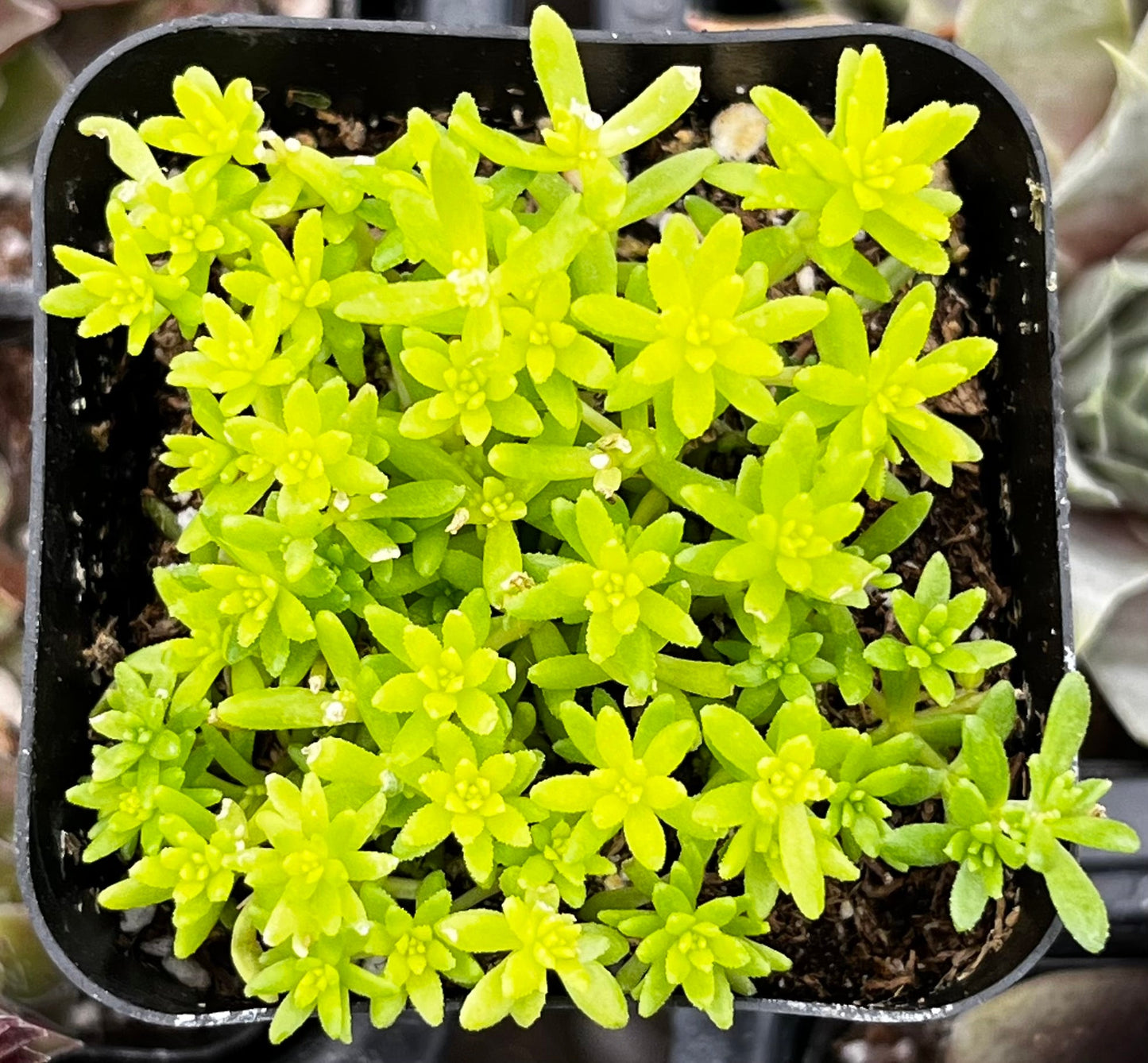 Tokyo Sun Sedum