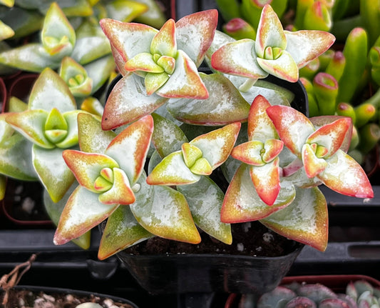 High Voltage Crassula