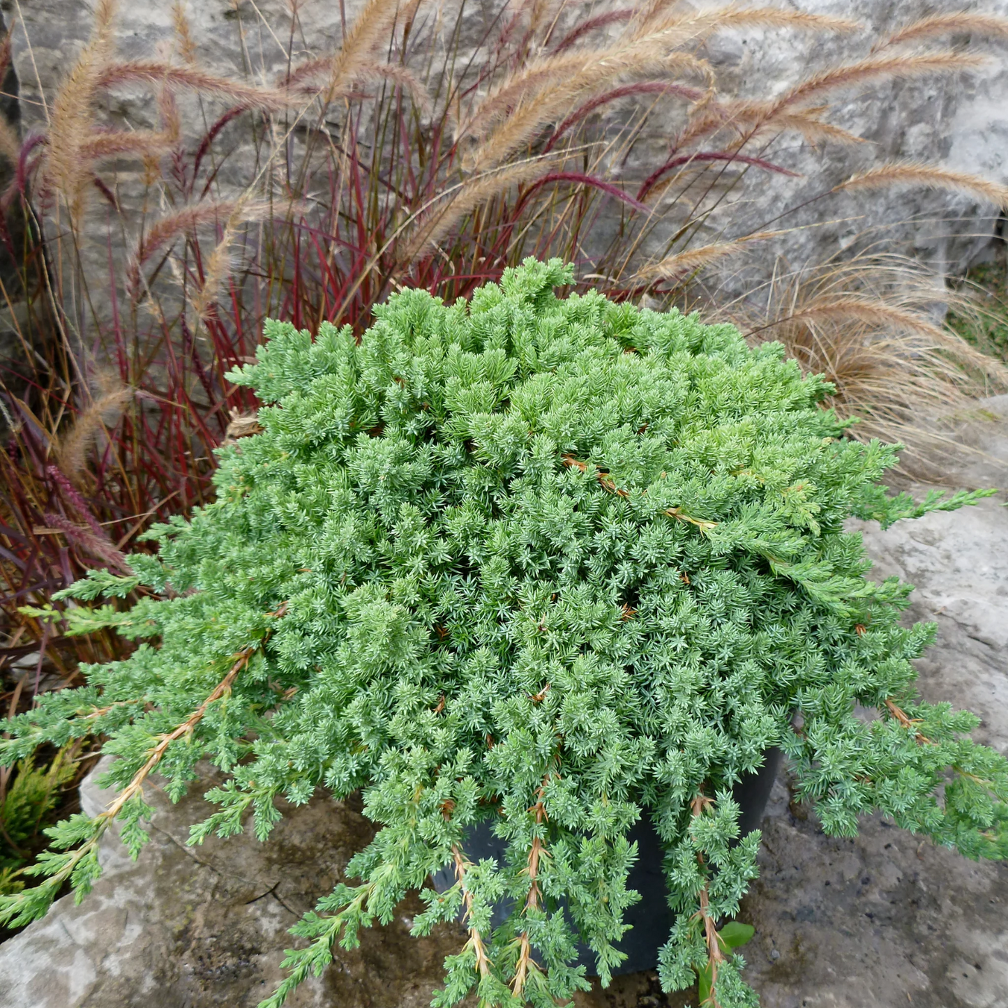 JAPANESE GARDEN JUNIPER 2gal
