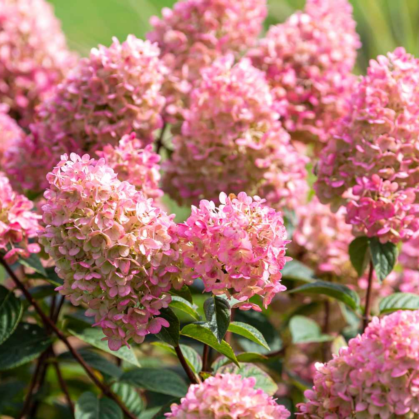 STRAWBERRY SUNDAE HYDRANGEA 2gal