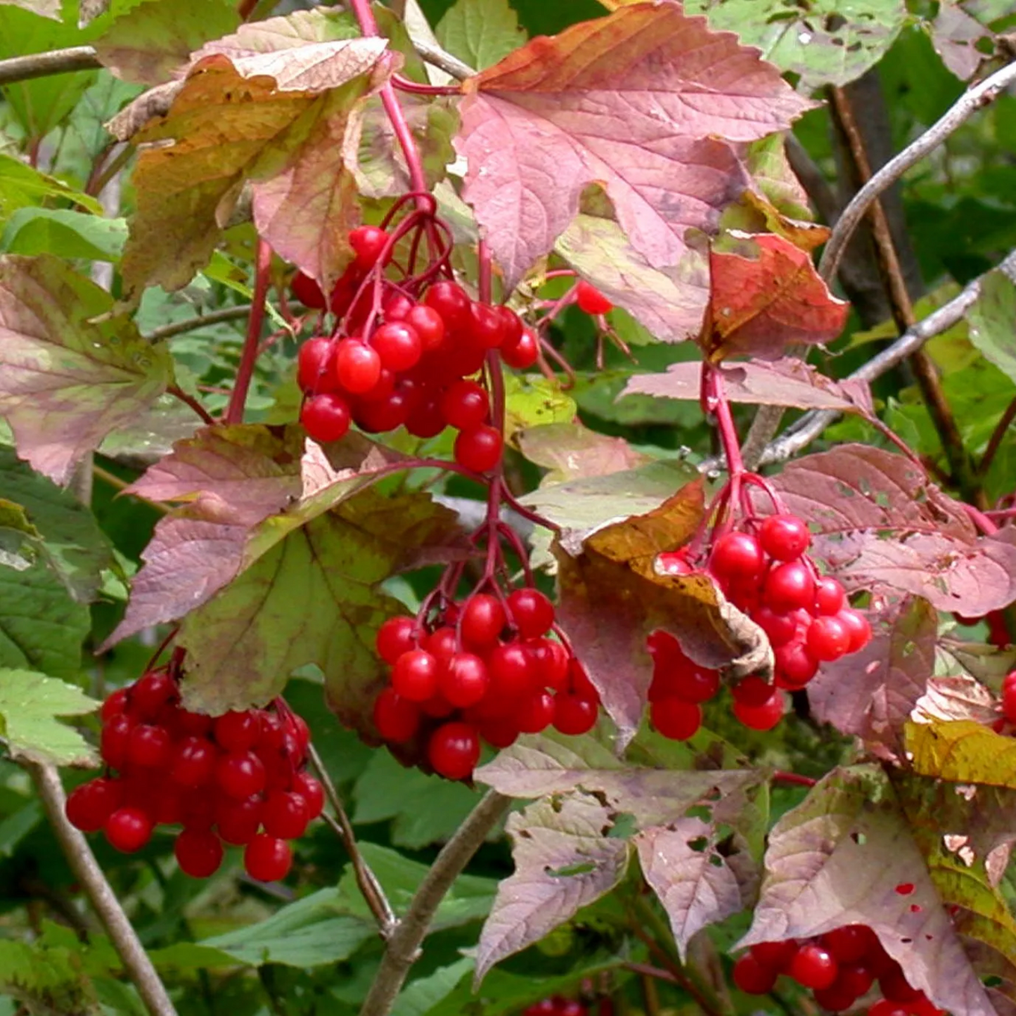 CRANBERRY BUSH VIBURNUM 2gal