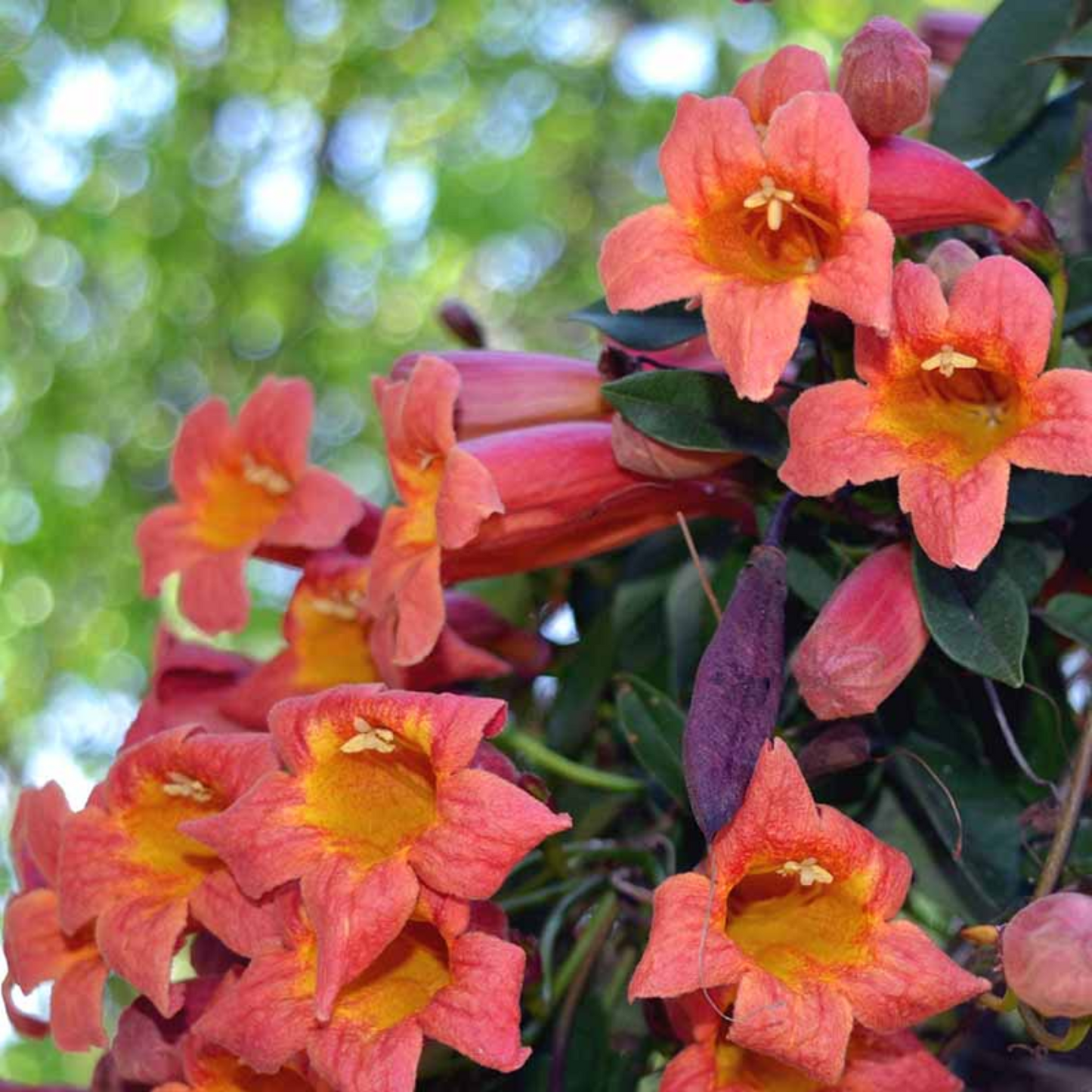TANGERINE BEAUTY CROSSVINE 5gal