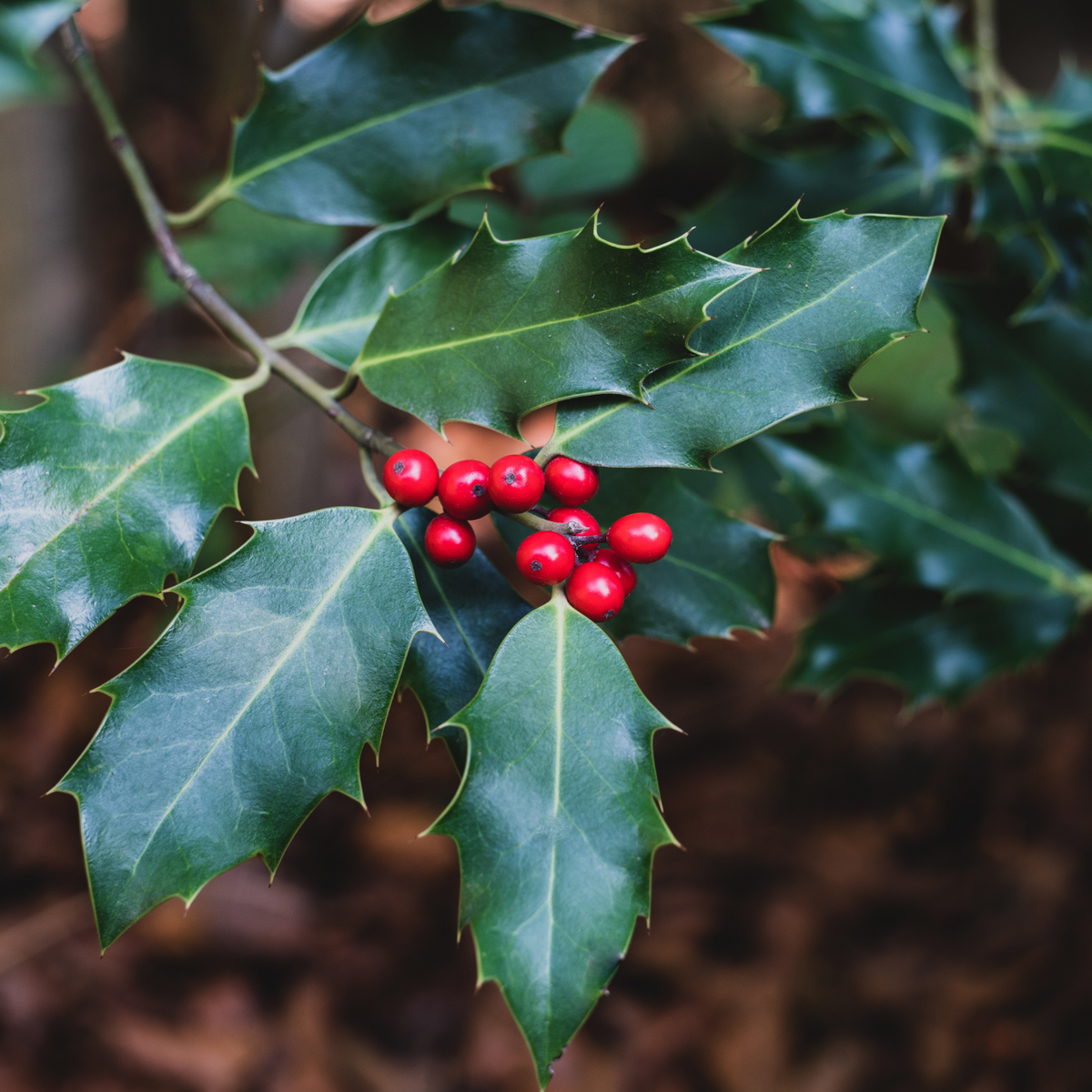 BERRI MAGIC HOLLY 2gal