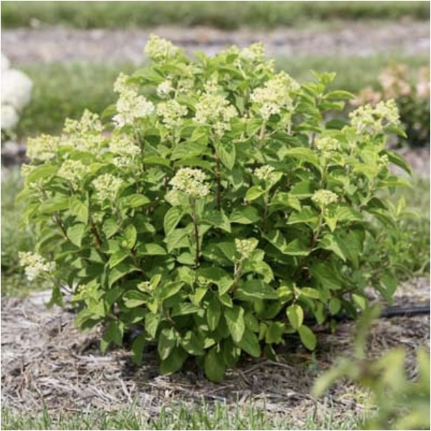 LITTLE HOTTIE HYDRANGEA 2gal