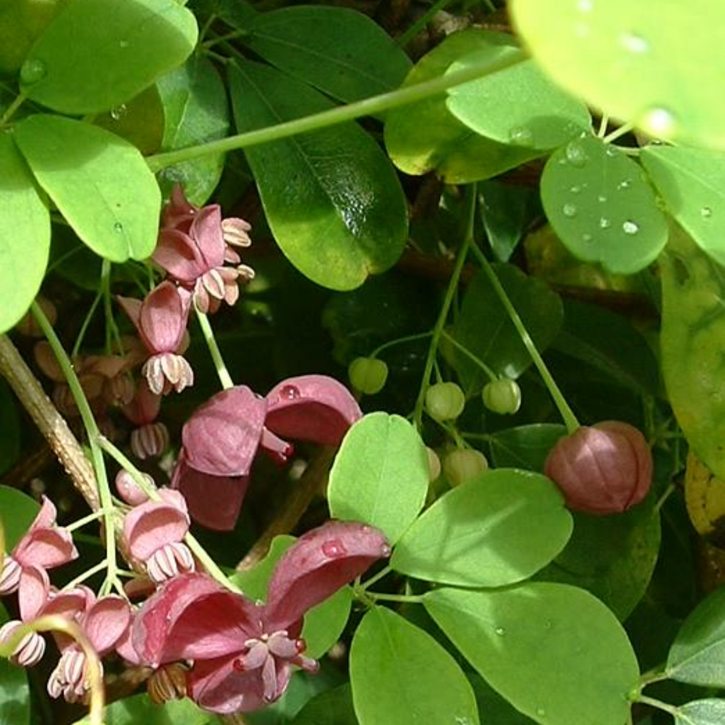 WHITE FLOWERING CHOCOLATE VINE AKEBIA 5gal STAKED