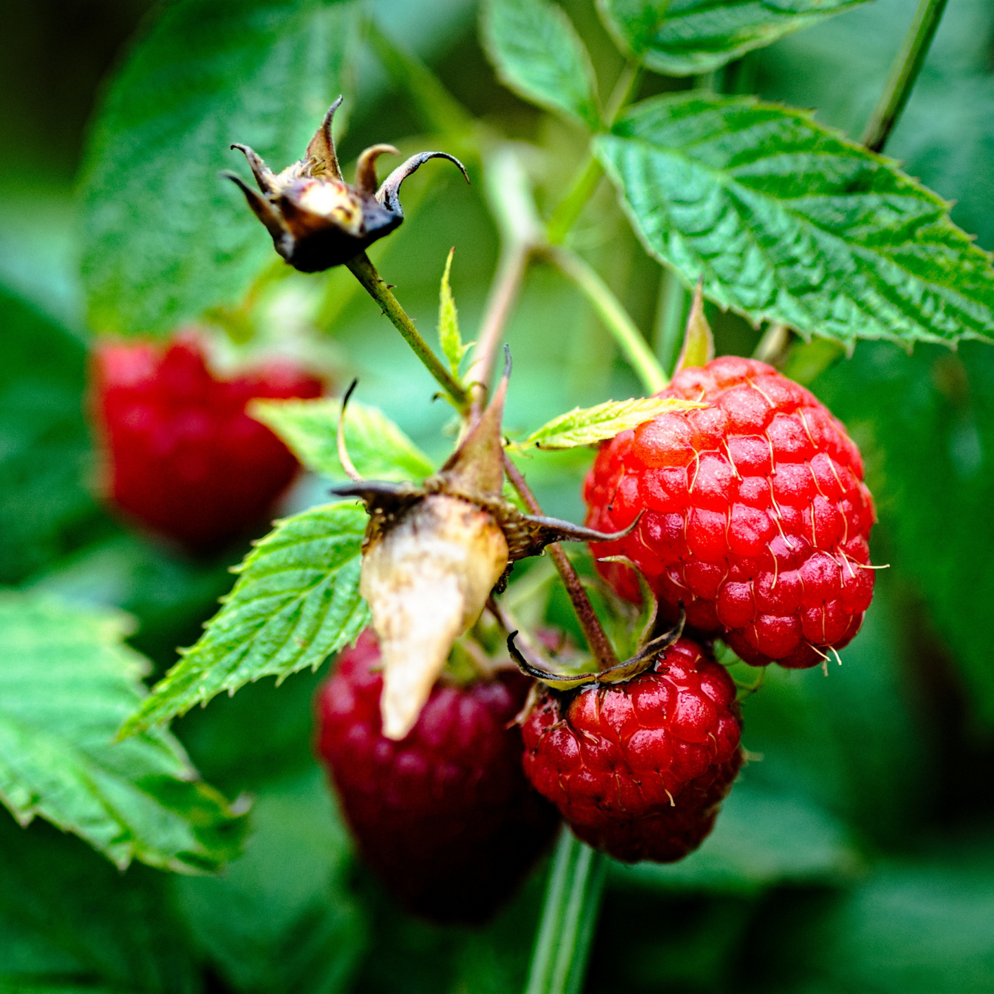 SUPERLICIOUS RASPBERRY 2gal