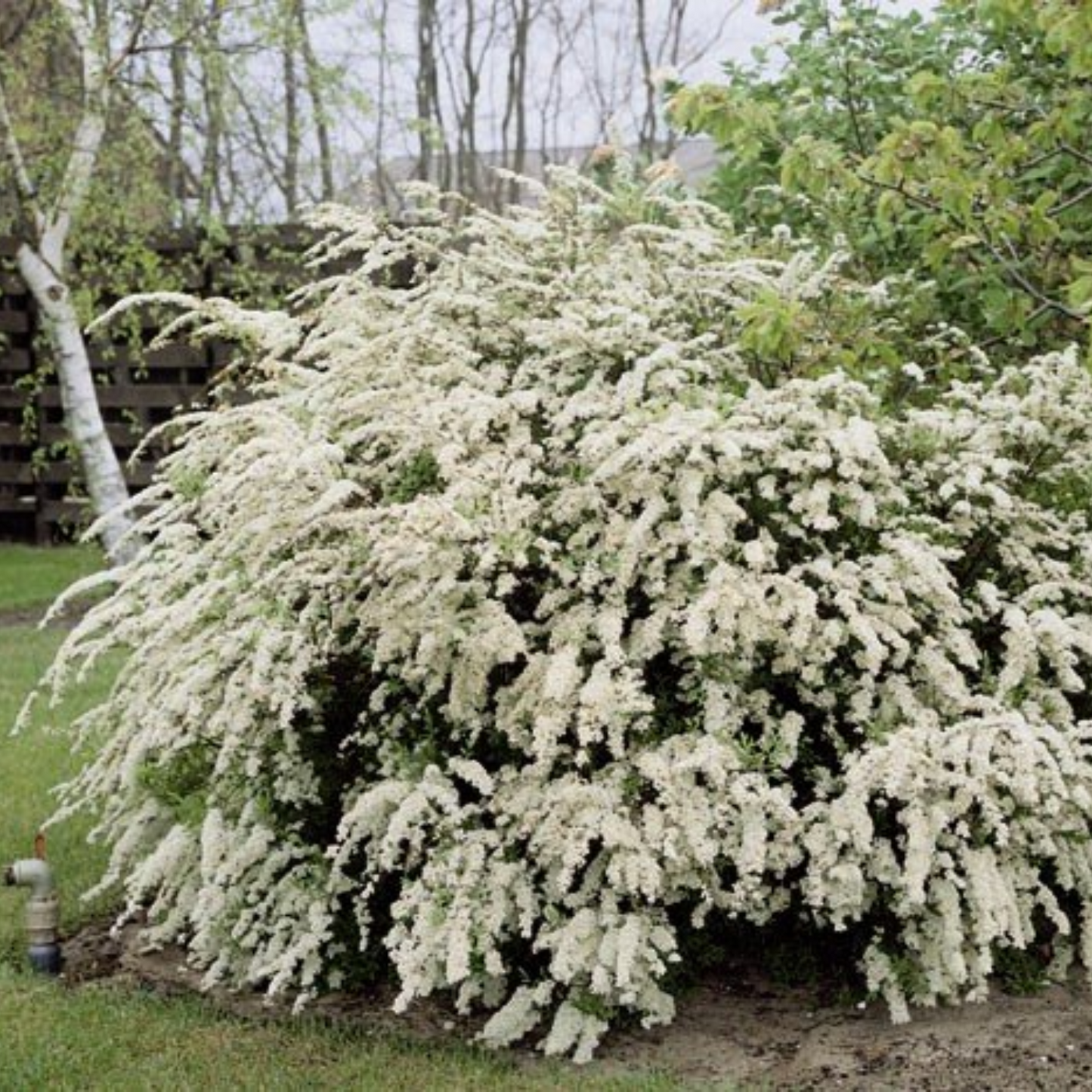 RENAISSANCE BRIDALWREATH SPIRAEA 2gal