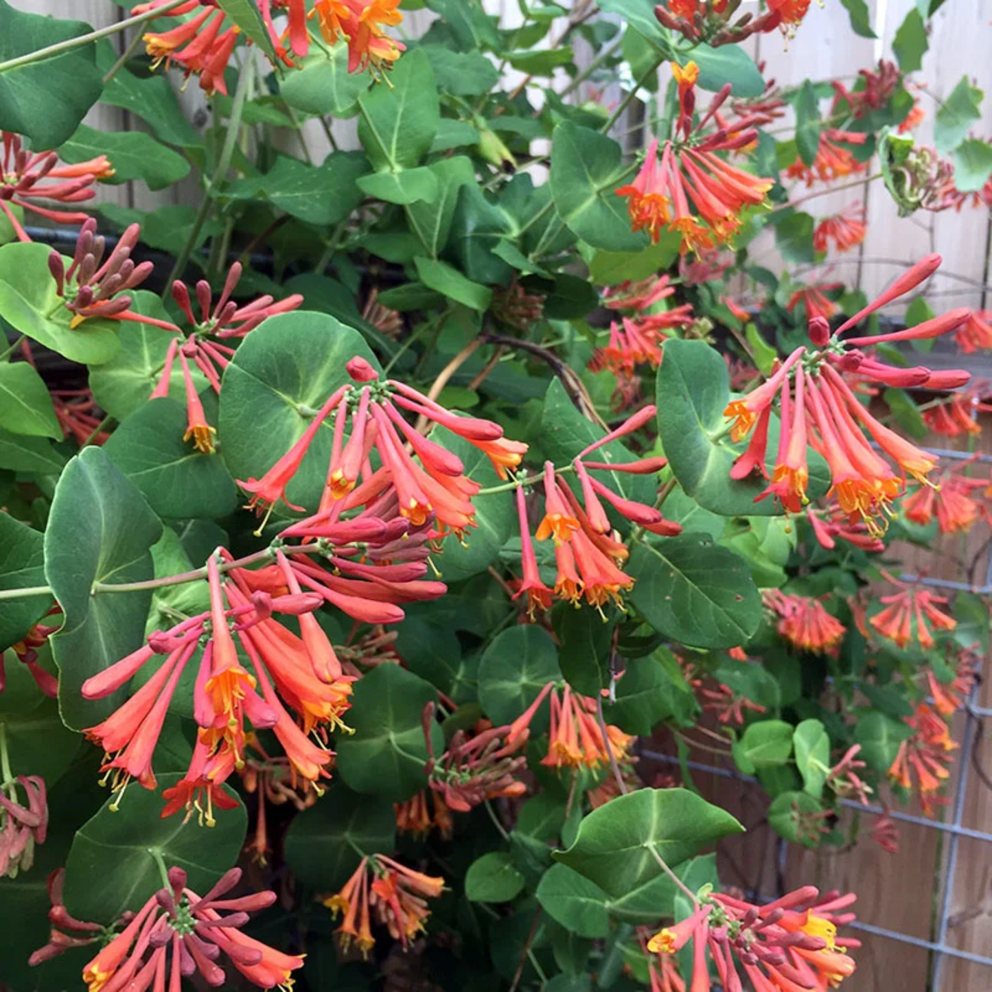DROPMORE SCARLET HONEYSUCKLE 2gal