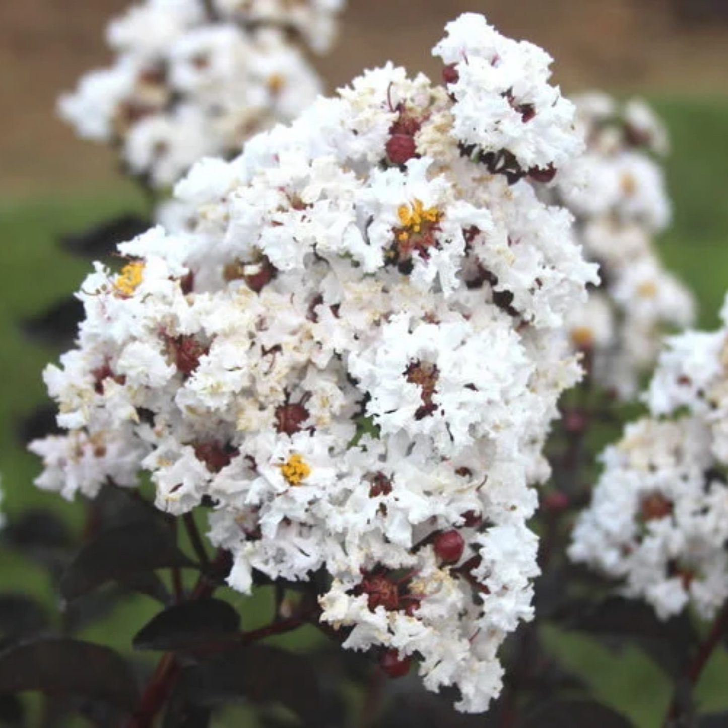 LIKE A LATTE CRAPE MYRTLE 5gal