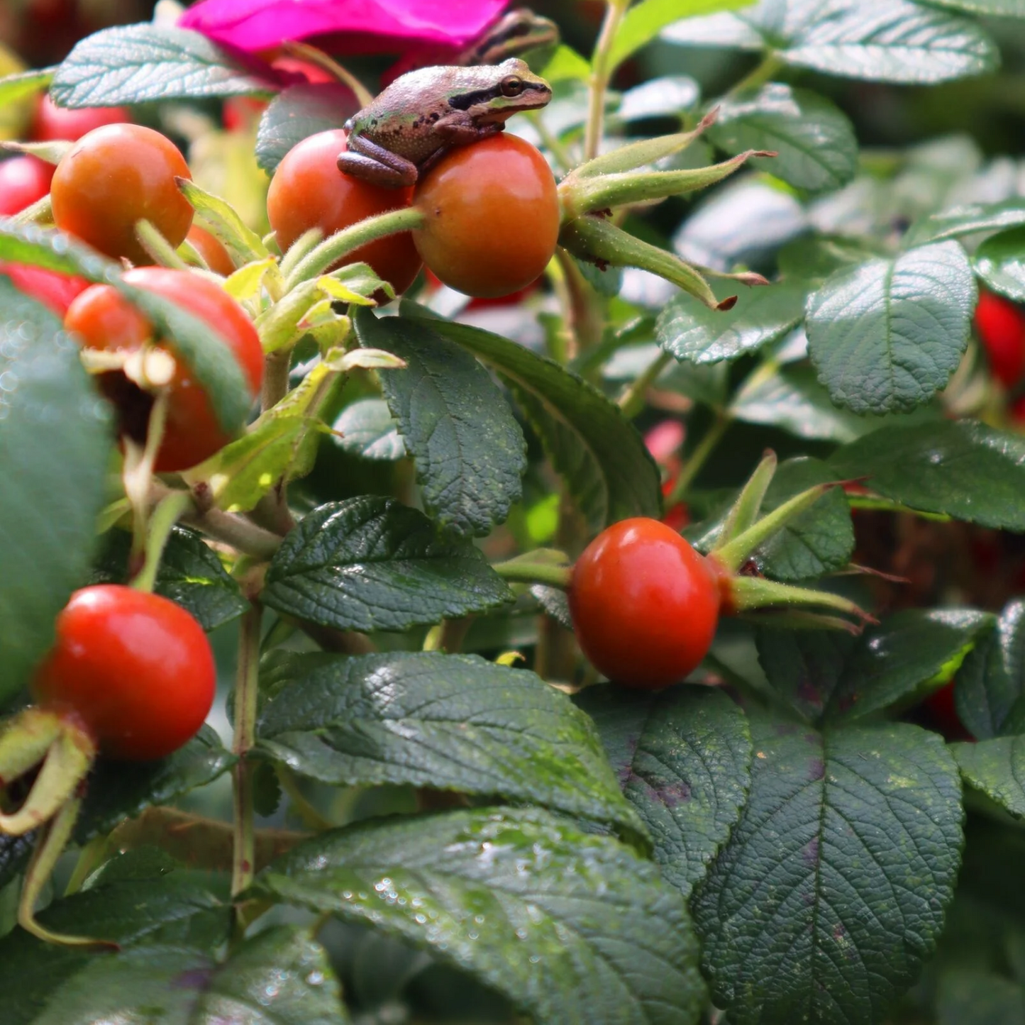 RUGOSA SEASIDE SWIRL RED ROSE 2gal