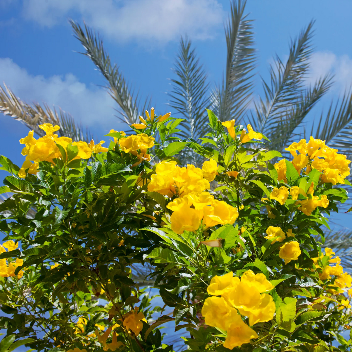 YELLOW TRUMPET VINE 2gal STAKED